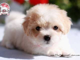suczka Coton de Tulear na sprzedaż