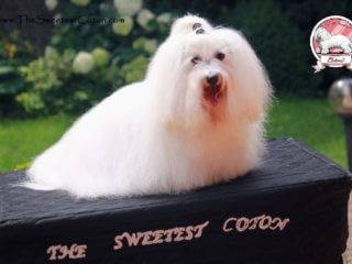 Deluxe The Sweetest Coton