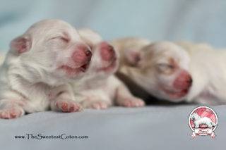 Szczeniaczki Coton de Tulear