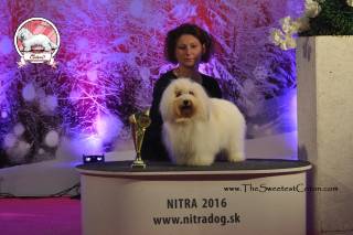 Coton de Tulear - Nitra