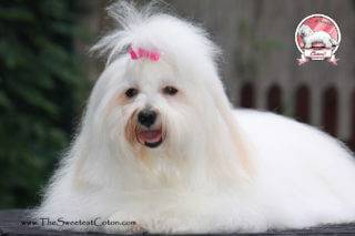 Fressia The Sweetest Coton