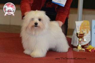 Coton de Tulear