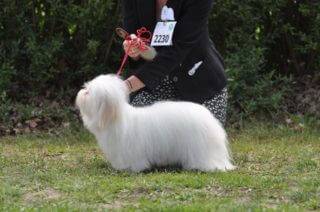 Coton de Tulear – Warszawa