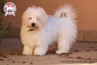 Coton de Tulear puppy for sale